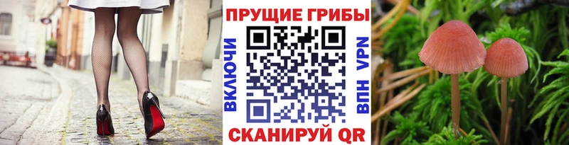 Галлюциногенные грибы Psilocybine cubensis  наркошоп  Брюховецкая 